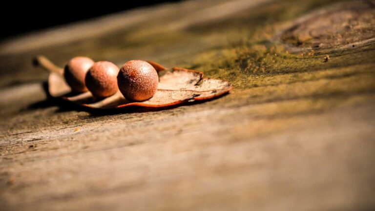 How Does The 11Xplay Affiliate Program Work?